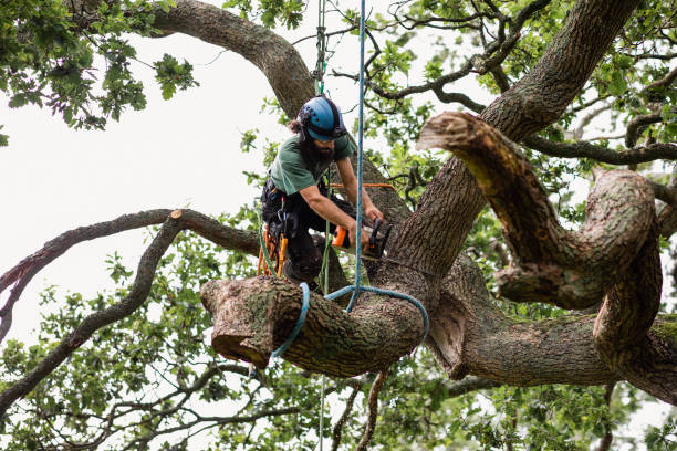 Professional Tree Removal Services in Whitemarsh Island, GA